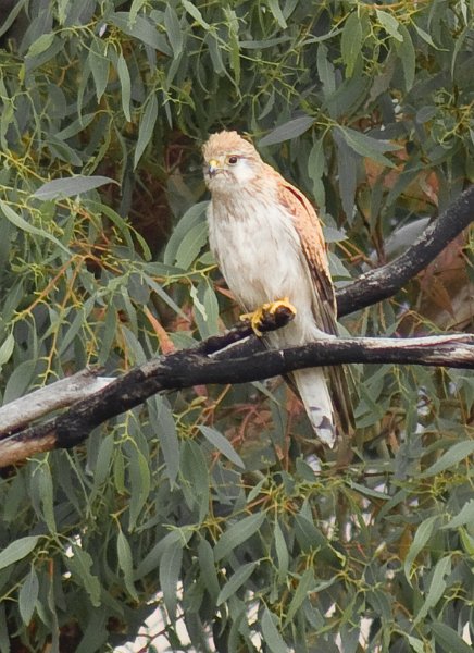 stromlo hawk 1.jpg